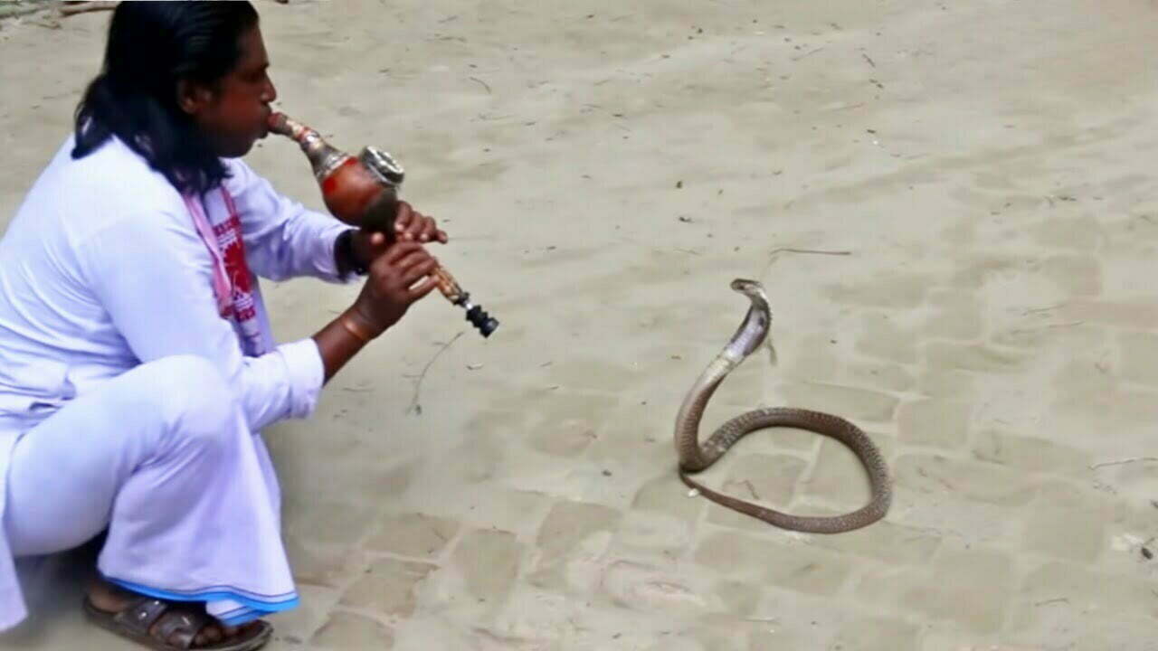 A man playing been in front of a snake