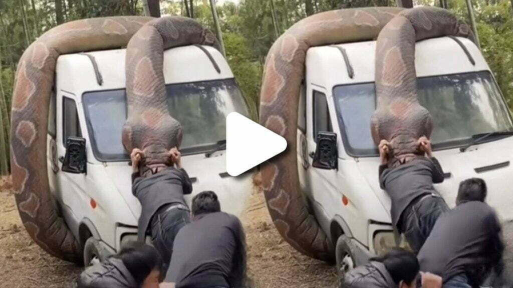 viral video of giant python