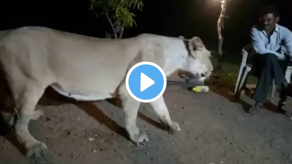 viral video of lion with a man