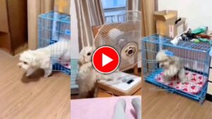 viral video of a dog rotating fan