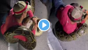 viral snake catching video