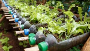 Money saving tip plastic bottle planting1