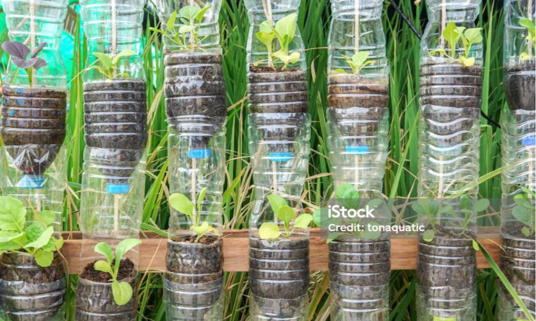 Money saving tip plastic bottle planting2